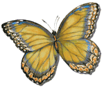 butterfly